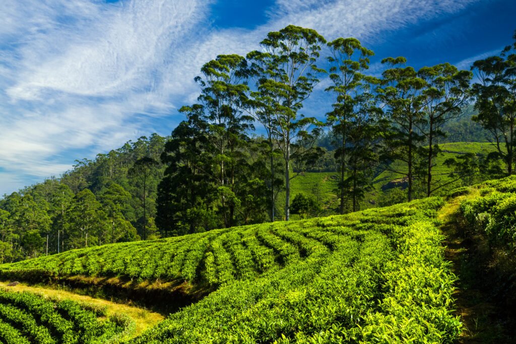 Landscape with green fields of tea in Sri Lanka